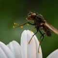 Fliege