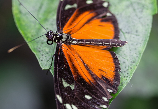Tithorea