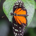 Tithorea