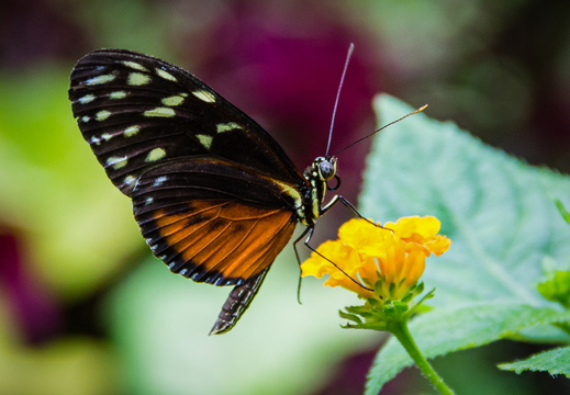 Tithorea