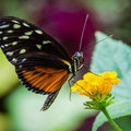 Tithorea
