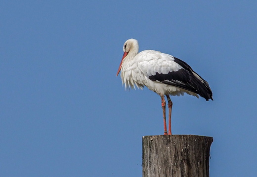 Weißstorch