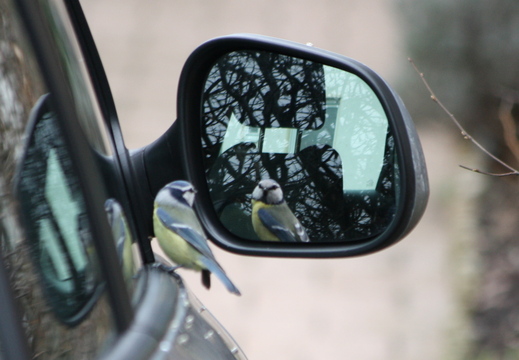 Blaumeise Selbstverliebt