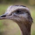 Nandu