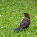 junge Amsel