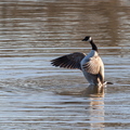 Kanadagans an der Kiebitzwiese in Fröndenberg
