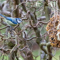 Blaumeise