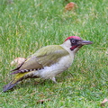 Grünspecht