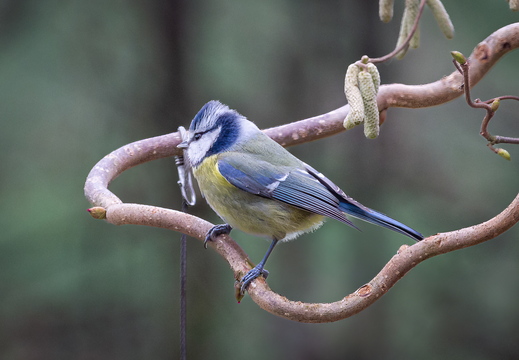 Blaumeise