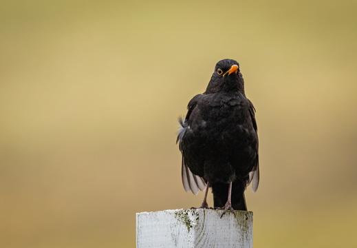 Amsel