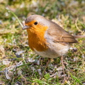 Rotkehlchen