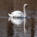 Schwan