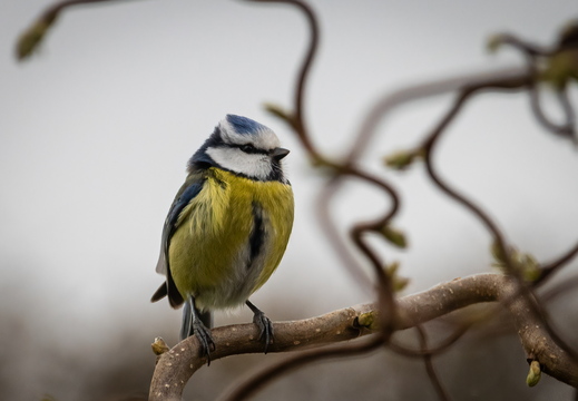 Blaumeise