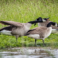 Kanadagans
