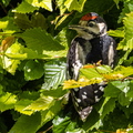 junger Buntspecht