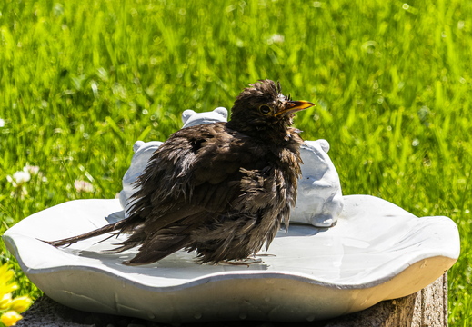 Badetag bei der Amsel