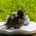 Badetag bei der Amsel