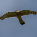Turmfalke