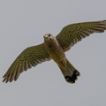 Turmfalke