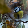 Blaumeise