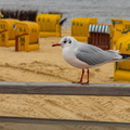 Lachmöwe