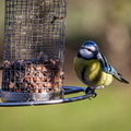 Blaumeise