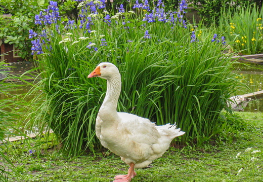 Hausgans
