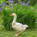 Hausgans