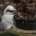 Lachender Hans