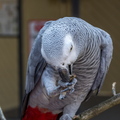 Graupapagei