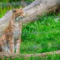 Luchs