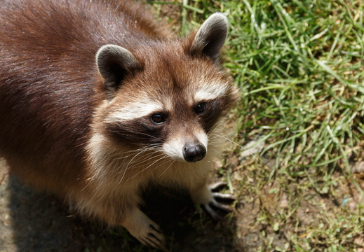 Waschbär