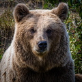 Europäische Braunbär