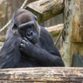 Gorilla