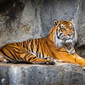 Sumatra-Tiger