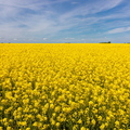 Rapsfeld